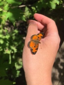 Northern cresent butterfly sitting on someone's hand.