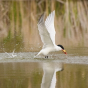 Caspian Tern bird flapping it's wings over the water.