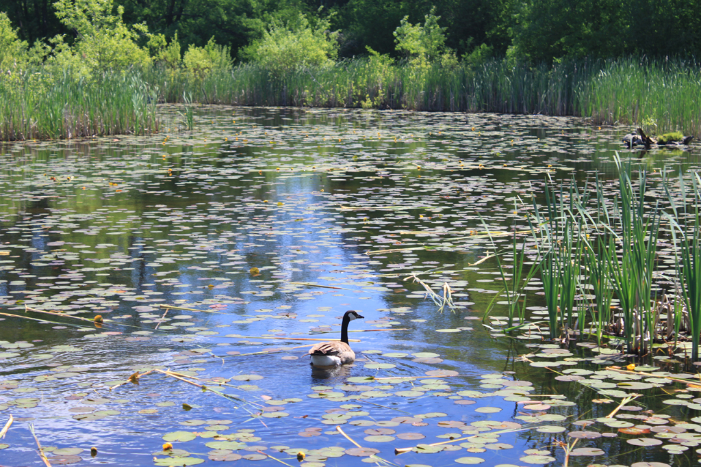 Bird swimming in a wetland.