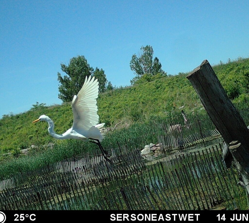 Great egret captured on a wildlife camera.